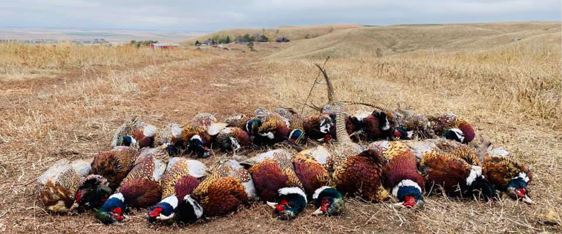 Pheasant Hunting Double K Guide Service