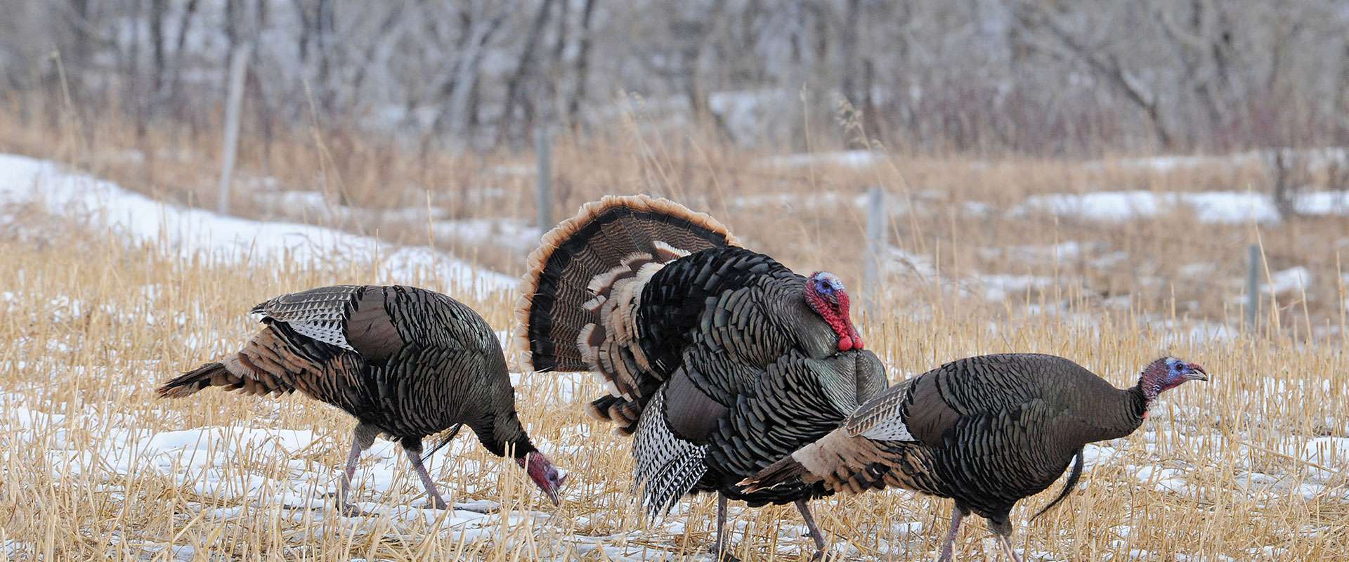 Turkey Hunting Double K Guide Service